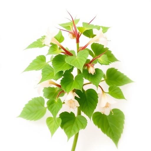 Horny Goat Weed